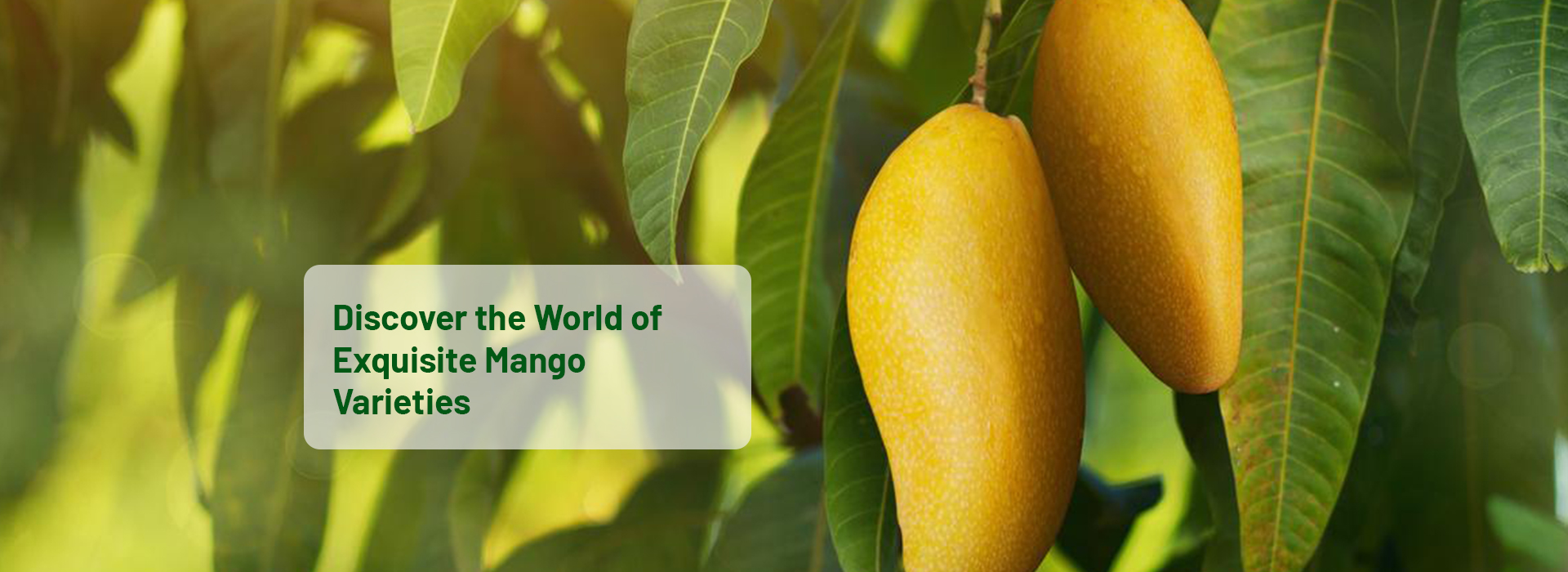 mango